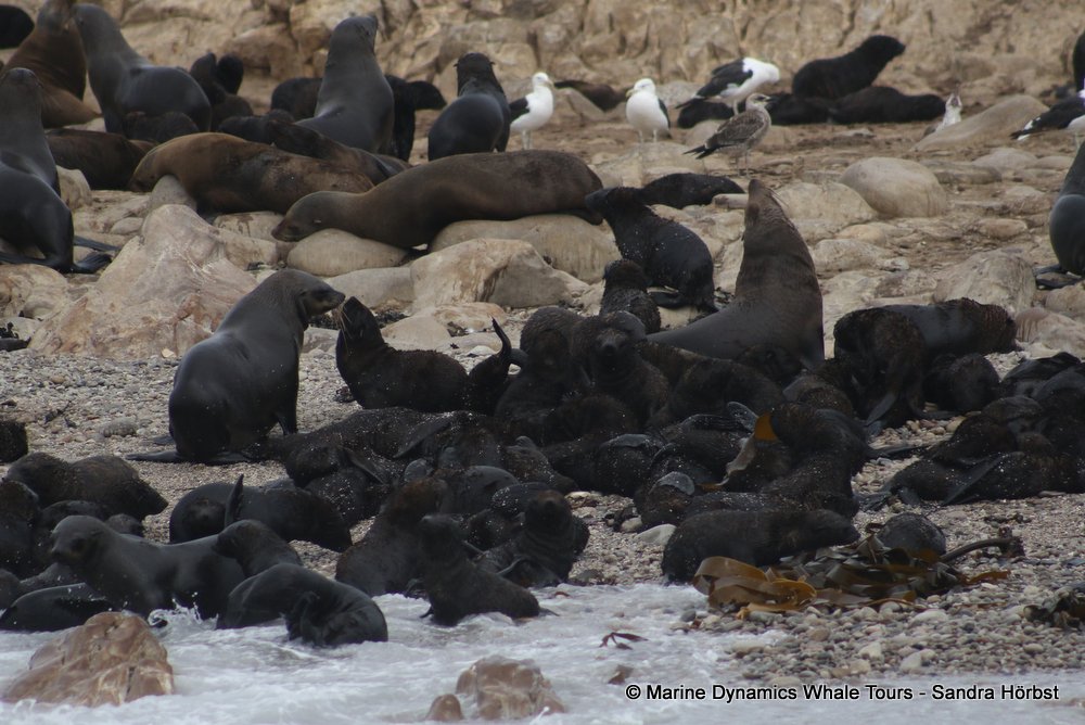 cape fur seal, whale watching, gansbaai, south africa