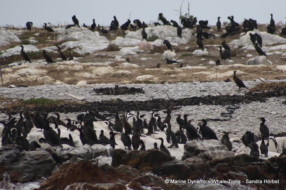 Dyer Island, whale watching, gansbaai, south africa,