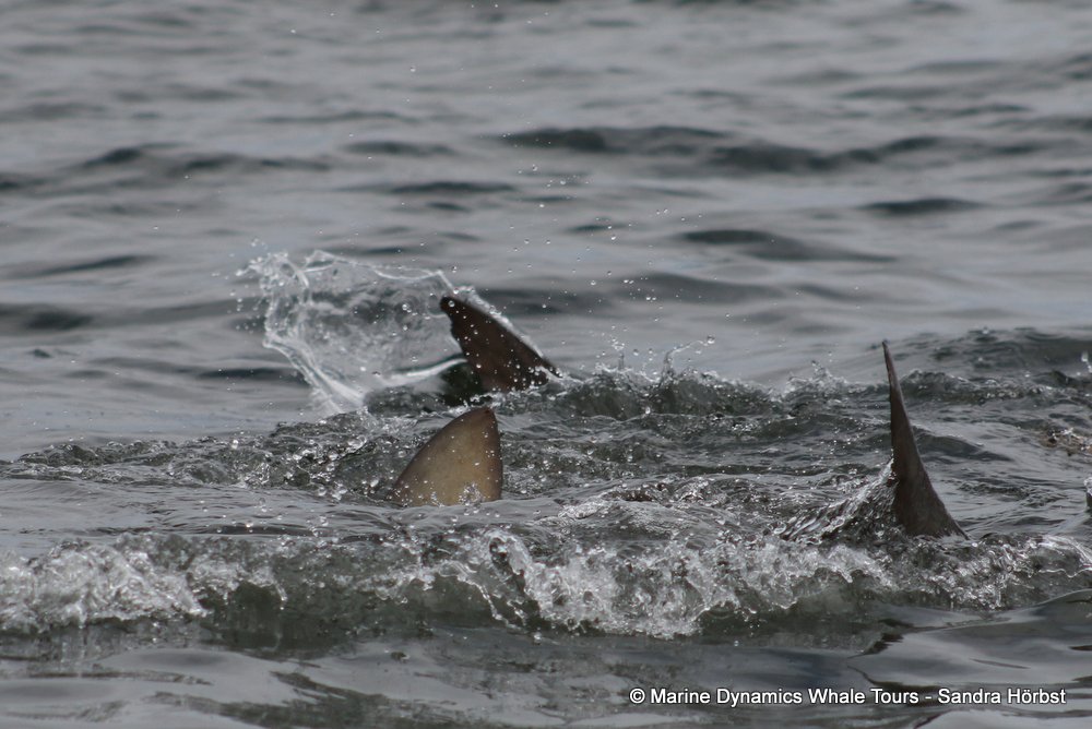 bronze whaler shark, whale watching, gansbaai, south africa,