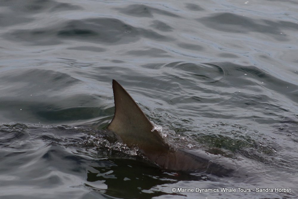 bronze whaler shark, whale watching, gansbaai, south africa,