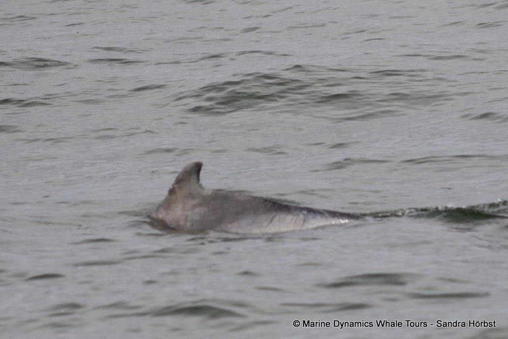 dolphin, whale watching, gansbaai, south africa,