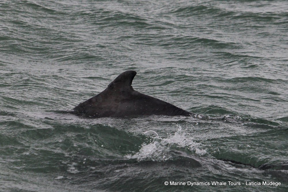 humpback dolphin, whale watching, gansbaai, south africa