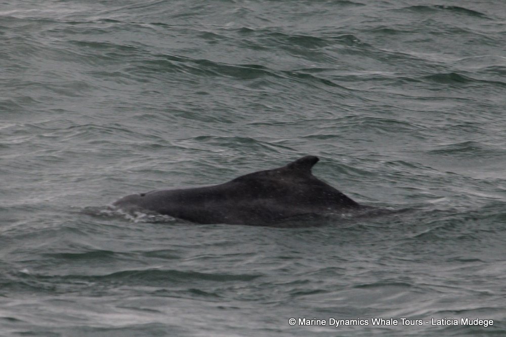humpback dolphin, whale watching, gansbaai, south africa