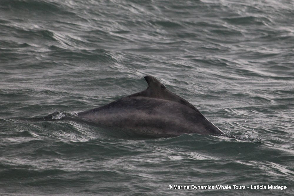 humpback dolphin, whale watching, gansbaai, south africa