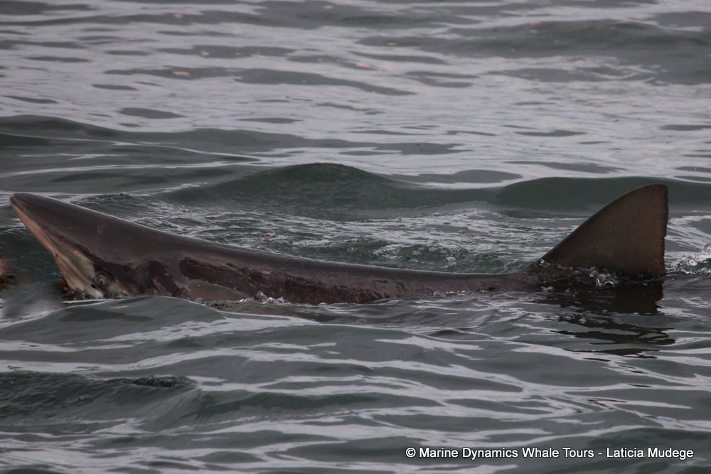 bryde's whale, whale watching, gansbaai, south africa,