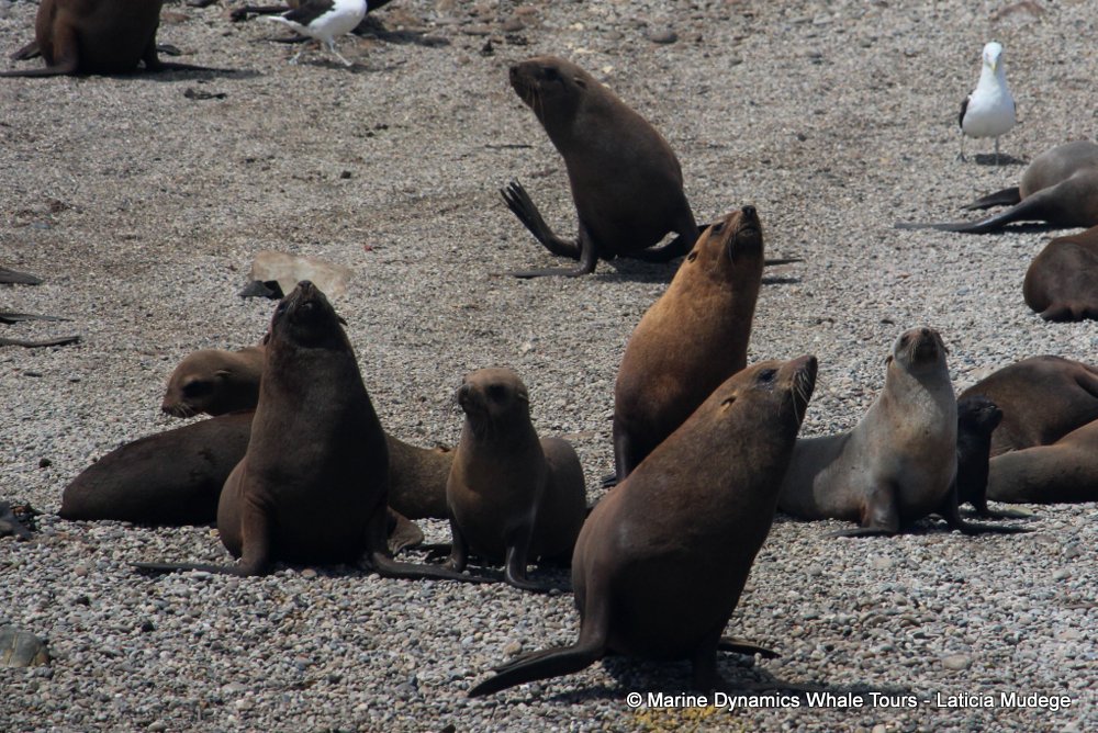 cape fur seal, whale watching, gansbaai, south africa