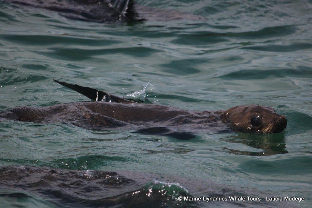 cape fur seal, whale watching, gansbaai, south africa