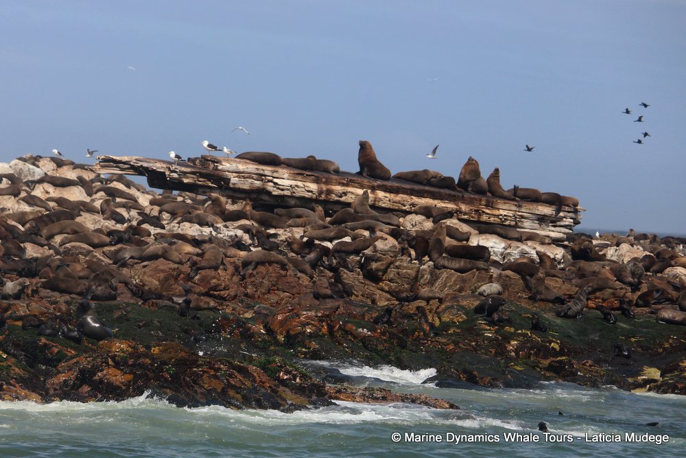 cape fur seal, whale watching, gansbaai, south africa
