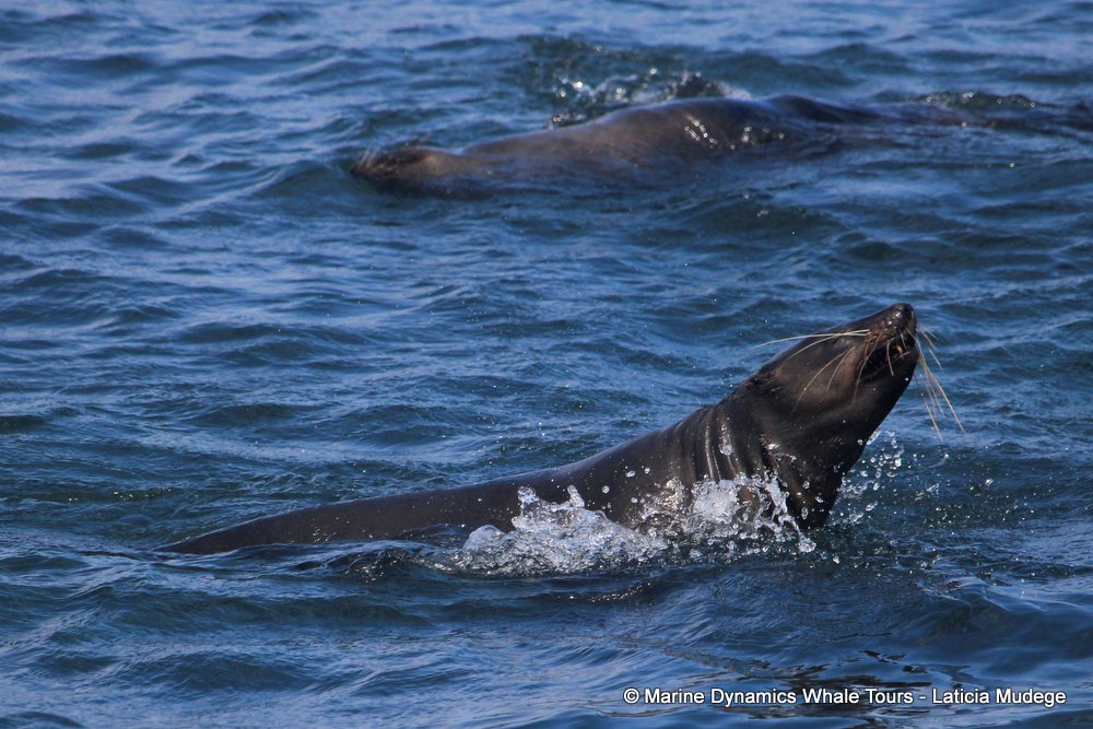 cape fur seal, whale watching, gansbaai, south africa
