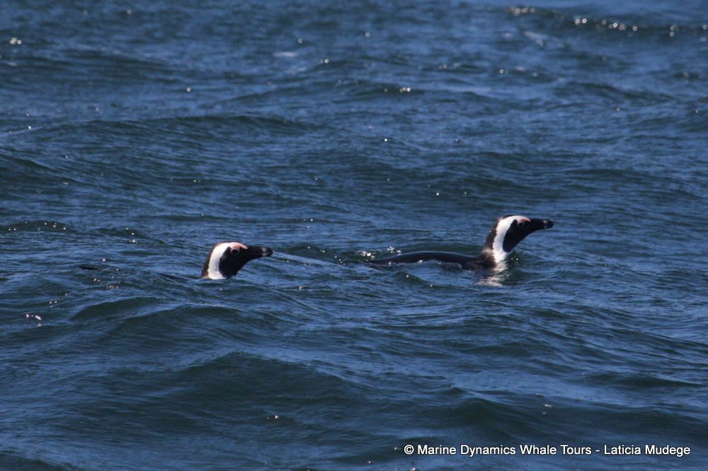 african penguin, whale watching, gansbaai, south africa