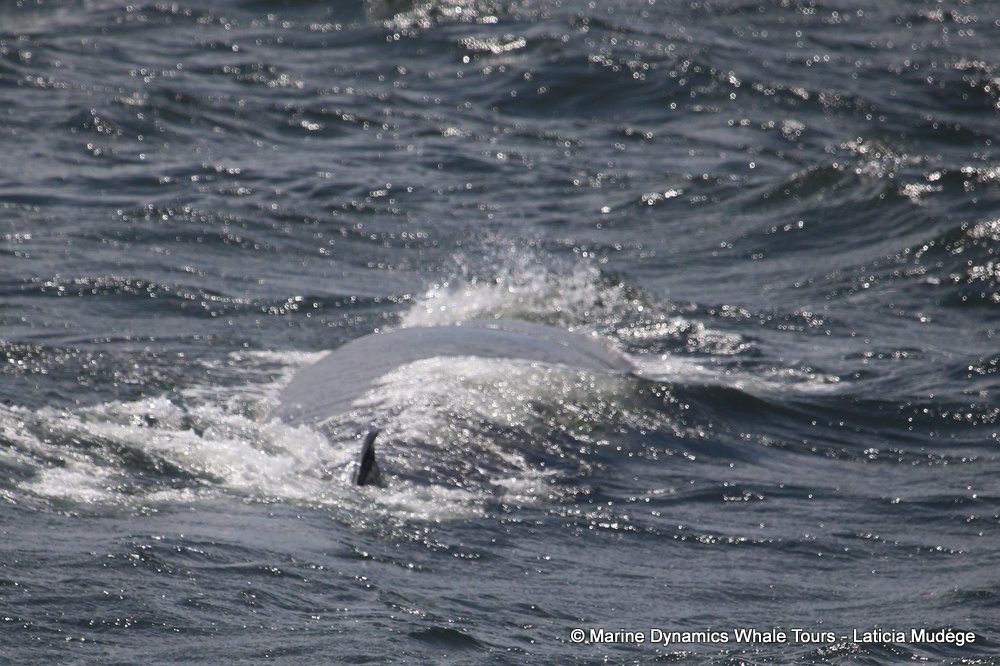 bryde's whale, whale watching, gansbaai, south africa,