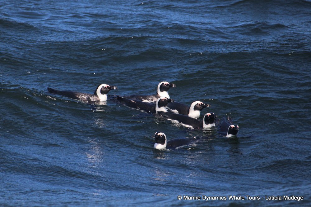 african penguin, whale watching, gansbaai, south africa