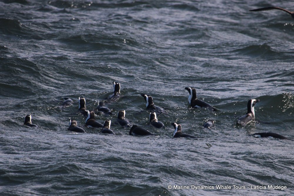 african penguin, whale watching, gansbaai, south africa