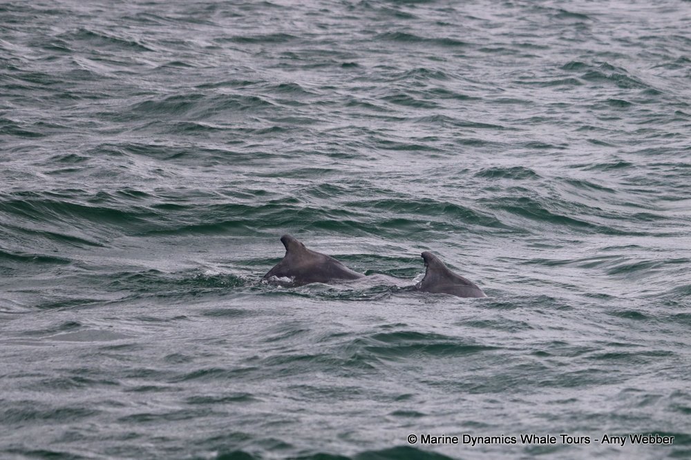 humpback dolphin, whale watching, gansbaai, south africa