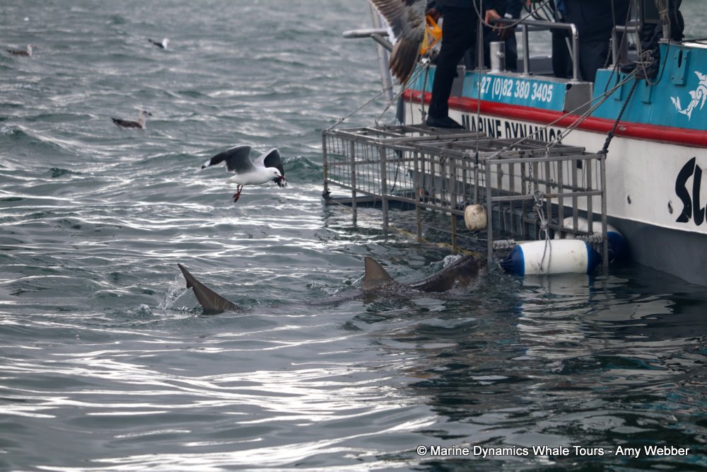 bronze whaler shark, whale watching, gansbaai, south africa,