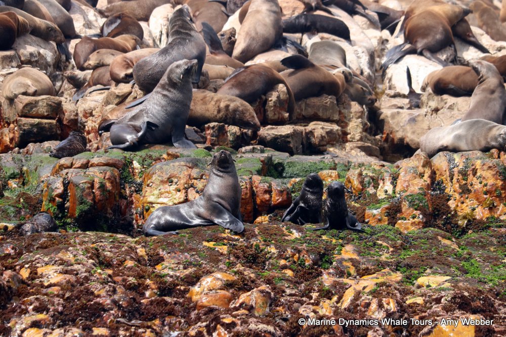 cape fur seal, whale watching, gansbaai, south africa