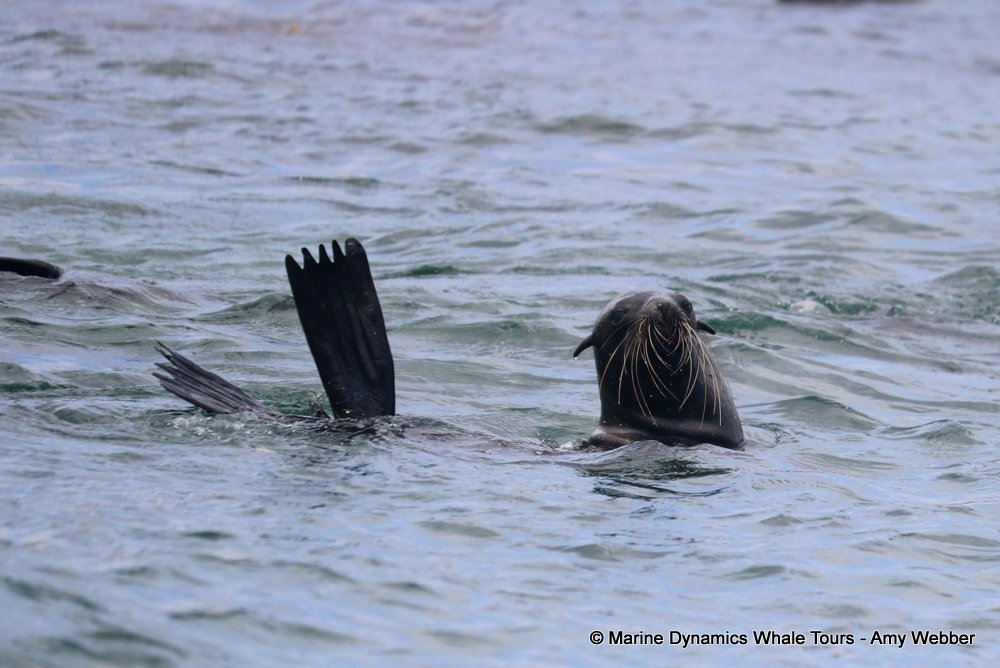 cape fur seal, whale watching, gansbaai, south africa