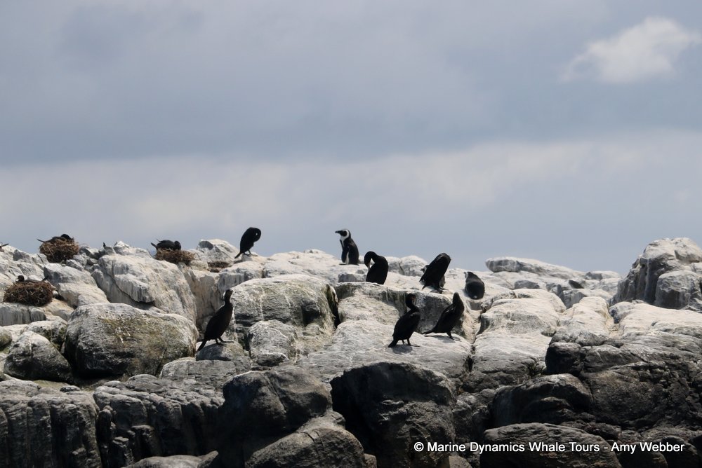 african penguin, whale watching, gansbaai, south africa