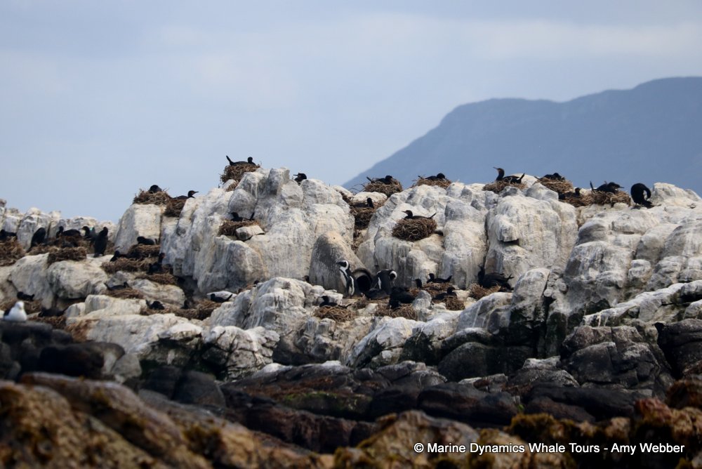 african penguin, whale watching, gansbaai, south africa