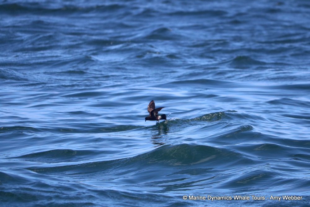 Storm Petrel, whale watching, gansbaai, south africa