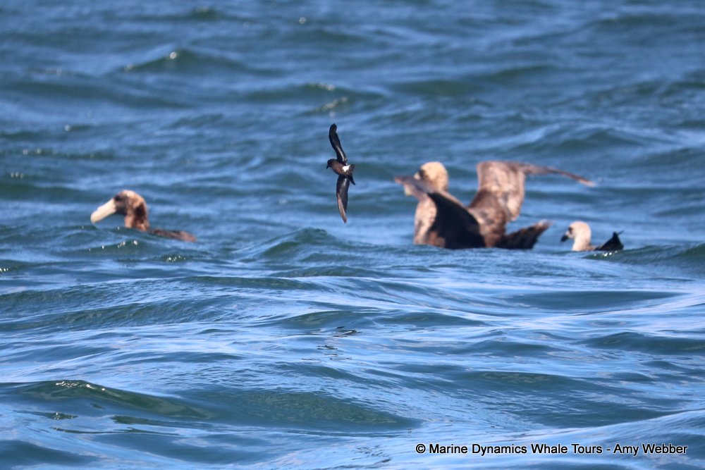 Storm Petrel, whale watching, gansbaai, south africa