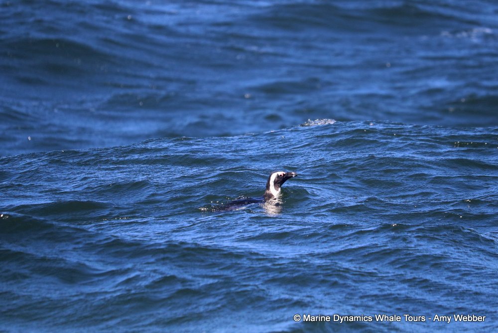 african penguin, whale watching, gansbaai, south africa