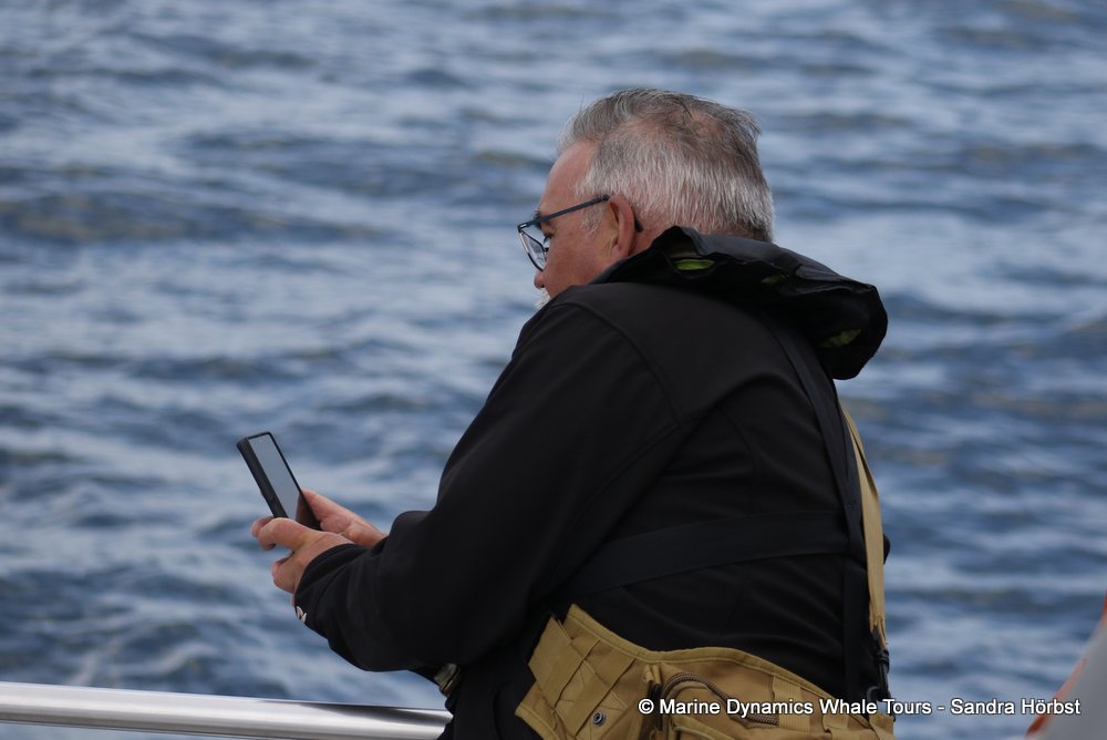 people, whale watching, gansbaai, south africa
