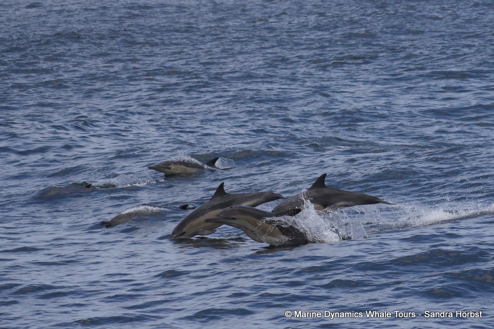 dolphin, whale watching, gansbaai, south africa,