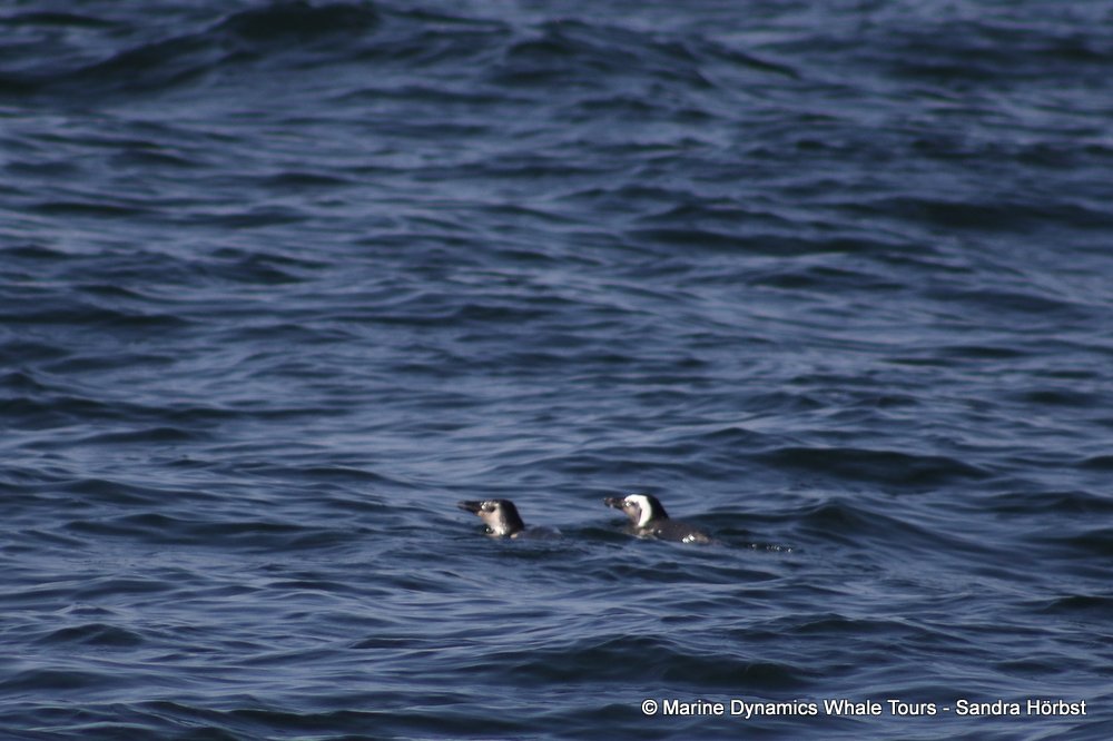 penguins, whale watching, gansbaai, south africa,