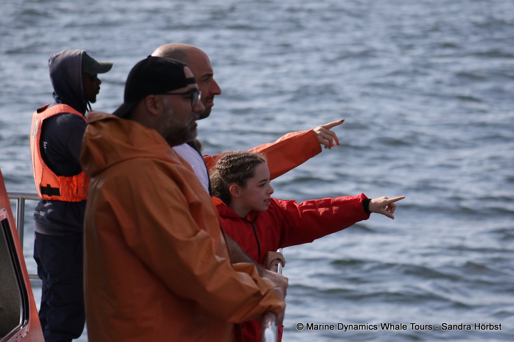 people, whale watching, gansbaai, south africa