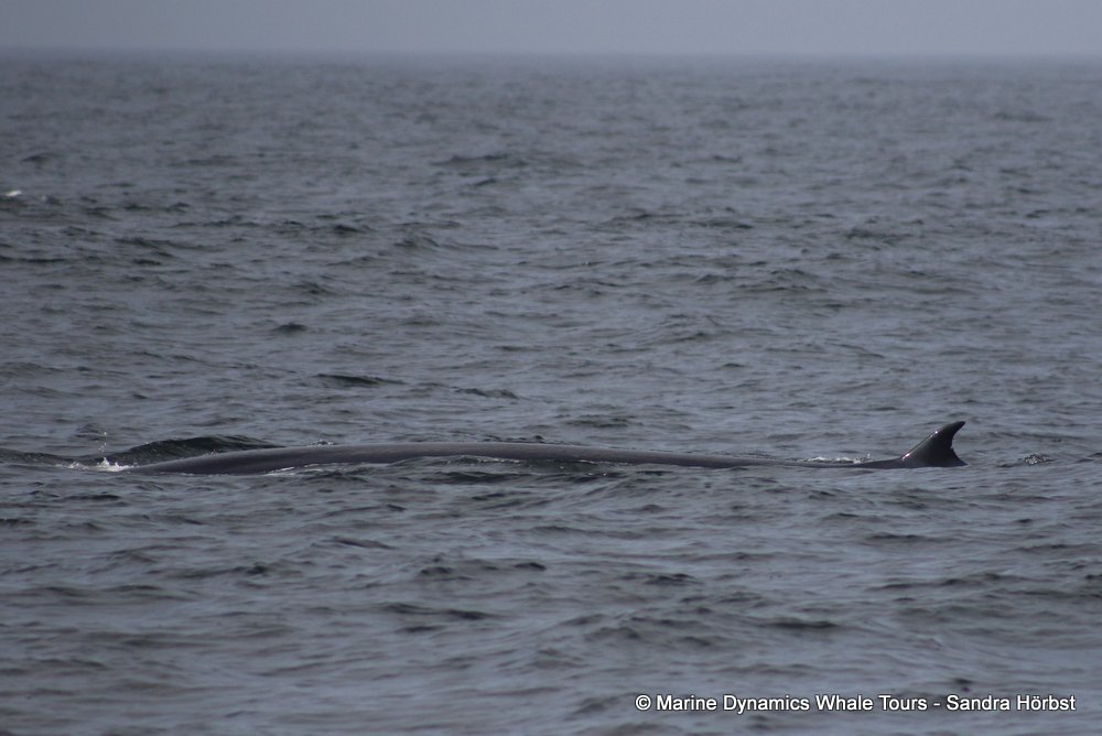 bryde's whale, whale watching, gansbaai, south africa,