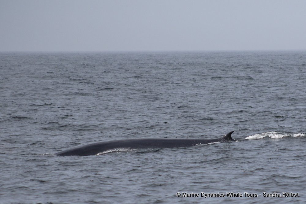 Marine Big 5 Daily Blog 23 February 2026
