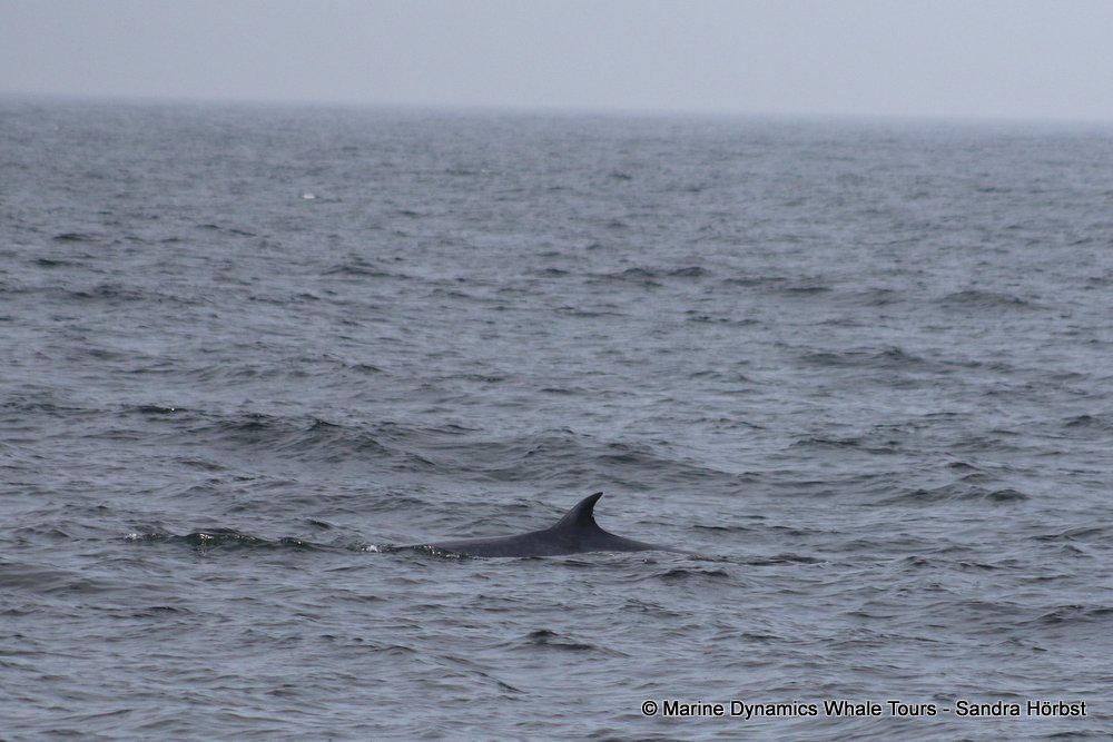 bryde's whale, whale watching, gansbaai, south africa,
