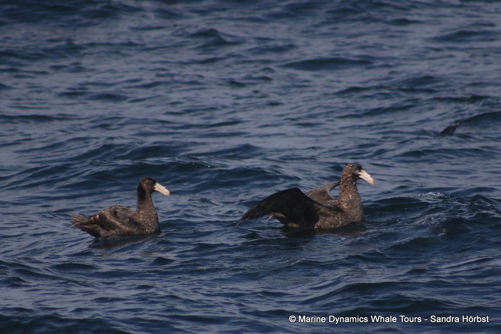 petrel, whale watching, gansbaai, south africa