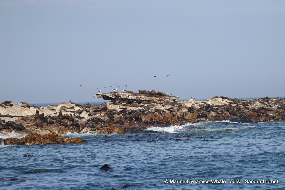 cape fur seal colony, whale watching, gansbaai, south africa,