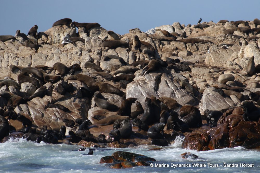 cape fur seal colony, whale watching, gansbaai, south africa,