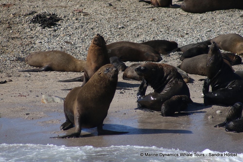 cape fur seal colony, whale watching, gansbaai, south africa,