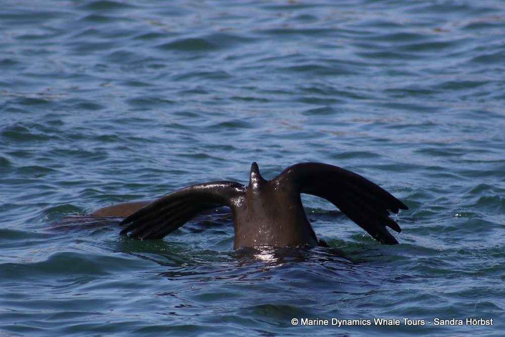cape fur seal, whale watching, gansbaai, south africa