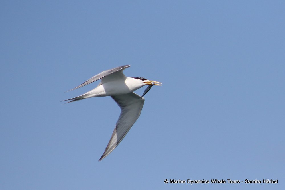 tern whale watching, gansbaai, south africa,