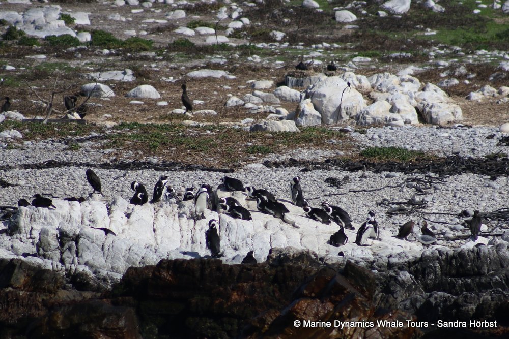 penguins, whale watching, gansbaai, south africa,