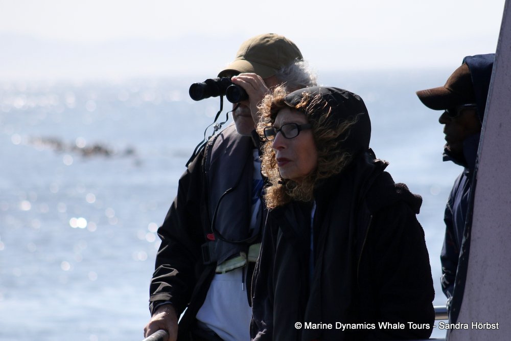 people, whale watching, gansbaai, south africa