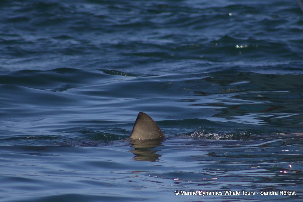 bronze whaler shark, whale watching, gansbaai, south africa,