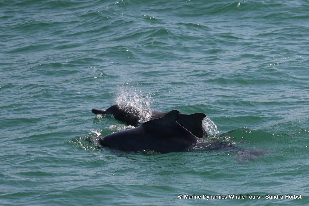 dolphin, whale watching, gansbaai, south africa,