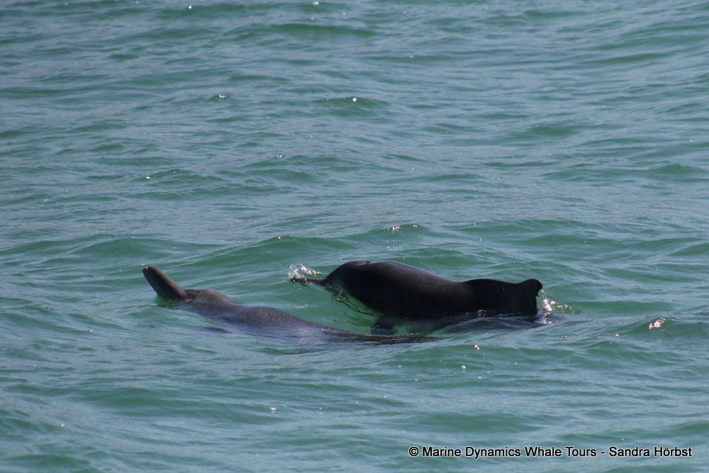 dolphin, whale watching, gansbaai, south africa,