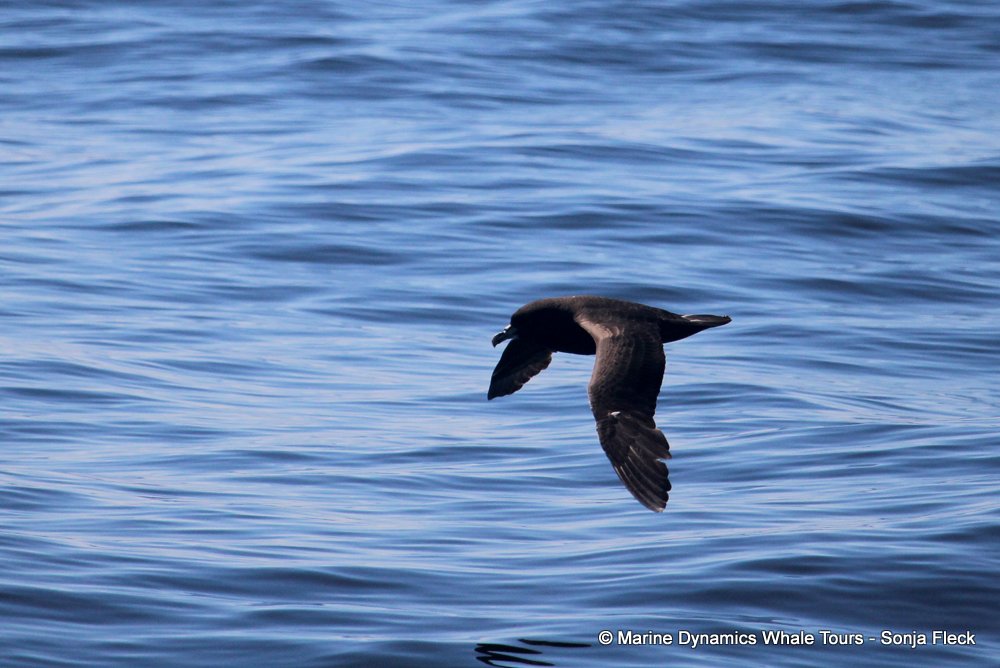 White-chinned Petrel, whale watching, gansbaai, south africa