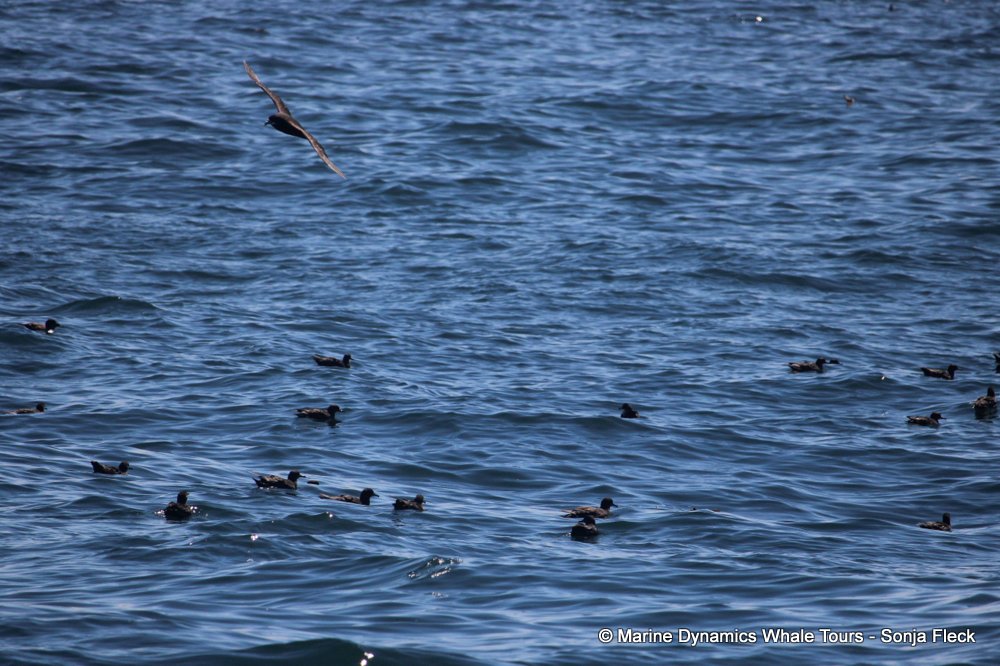 sooty shearwater, whale watching, gansbaai, south africa