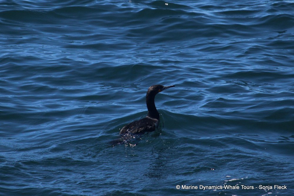 cape cormorants, whale watching, gansbaai, south africa