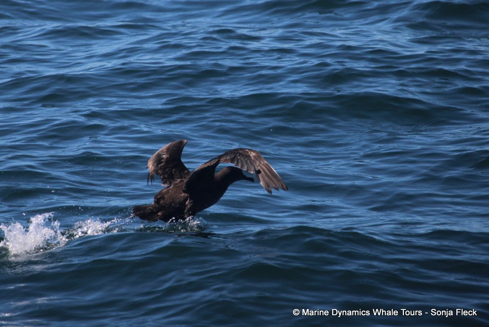 sooty shearwater, whale watching, gansbaai, south africa