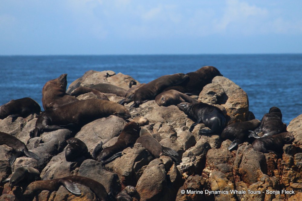 cape fur seal, whale watching, gansbaai, south africa