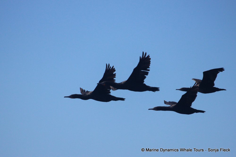 cape cormorants, whale watching, gansbaai, south africa